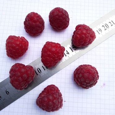 малина шотландия